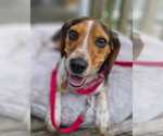 Small #2 Beagle