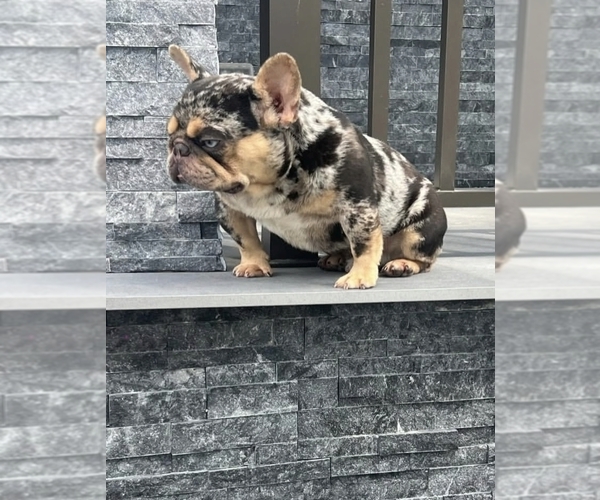 Medium Photo #6 French Bulldog Puppy For Sale in DEER PARK, NY, USA