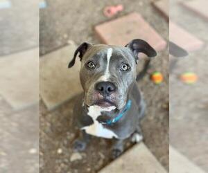 American Pit Bull Terrier Dogs for adoption in Santa Maria, CA, USA