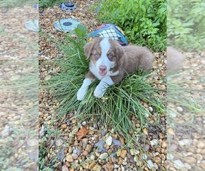 Australian Shepherd Puppy for Sale in LAKE CITY, Florida USA