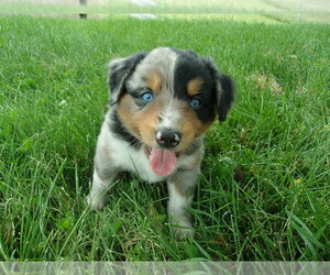 Australian Shepherd Puppy for Sale in PETERSTOWN, West Virginia USA
