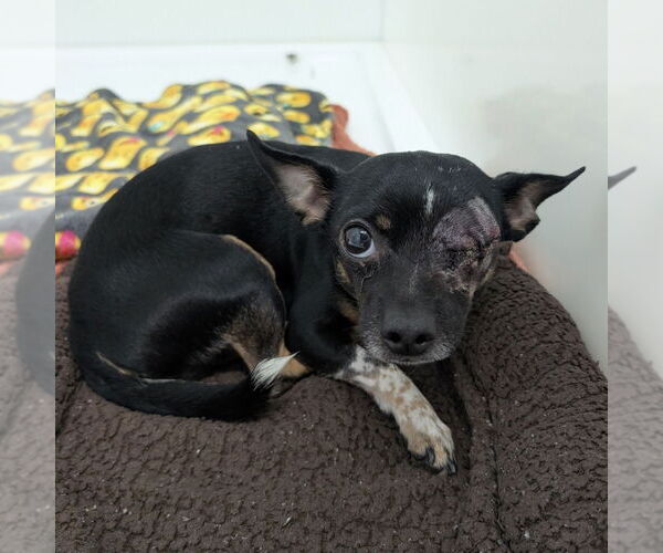 Medium Photo #1 Chihuahua-Unknown Mix Puppy For Sale in Chico, CA, USA