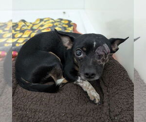 Chihuahua-Unknown Mix Dogs for adoption in Chico, CA, USA