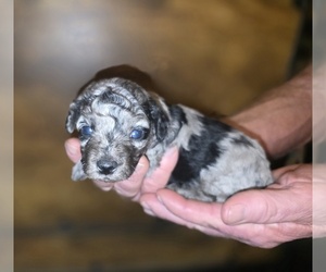 Poodle (Toy) Puppy for sale in DYERSBURG, TN, USA