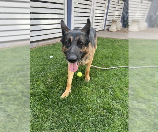 Medium Photo #7 German Shepherd Dog Puppy For Sale in phoenix, AZ, USA