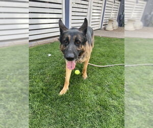 Brutus (Courtesy post) - Male German Shepherd Dog Dog for Adoption - Photo #7