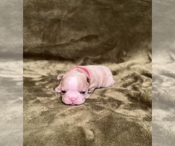 Medium Photo #1 French Bulldog Puppy For Sale in PARAGOULD, AR, USA