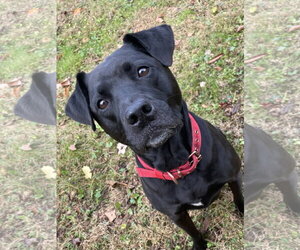 Chloe - Female Labrador Retriever-Staffordshire Bull Terrier Mix Dog for Adoption - Photo #5