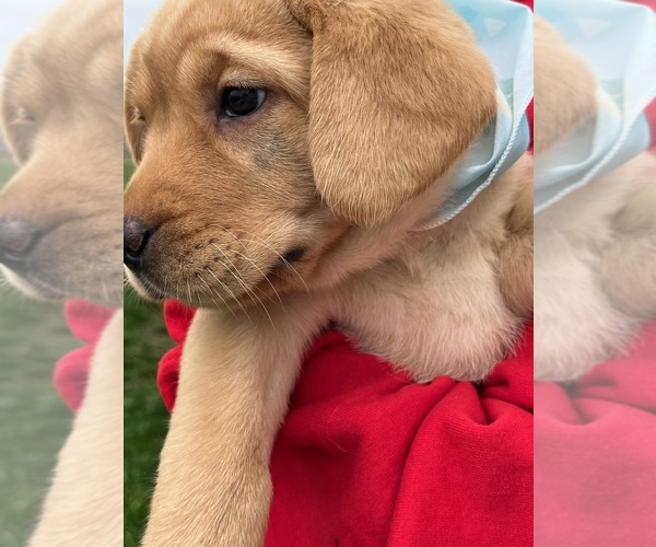 Medium Photo #17 Labrador Retriever Puppy For Sale in SAINT ELMO, IL, USA