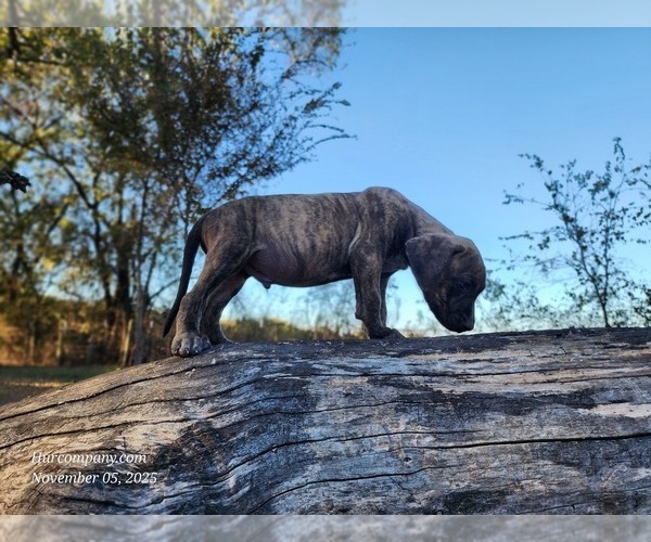 Medium Photo #12 Catahoula Leopard Dog Puppy For Sale in CUMBY, TX, USA
