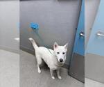 Small Siberian Husky Mix