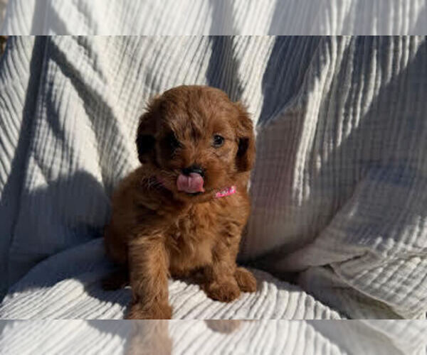 Medium Photo #2 Goldendoodle mix (+ Poodle Miniature) Puppy For Sale in CERES, CA, USA
