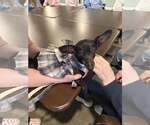 Small #4 Chihuahua Mix