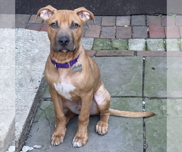 Medium Photo #7 Mutt Puppy For Sale in Boston, MA, USA