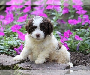 Poodle (Miniature)-Portuguese Water Dog Mix Puppy for sale in FREDERICKSBG, OH, USA