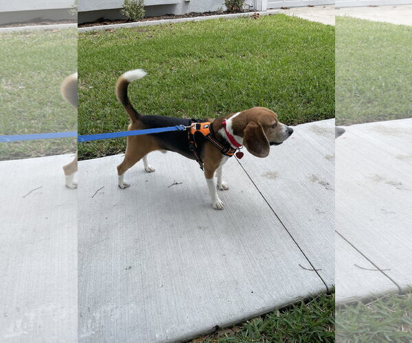 Medium Photo #4 Beagle Puppy For Sale in Tampa, FL, USA