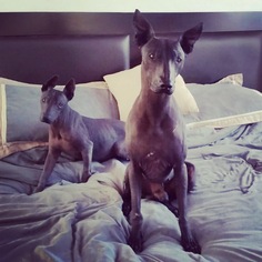 Xoloitzcuintli (Mexican Hairless) Puppy for sale in SAN MARCOS, CA, USA