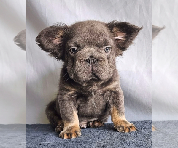 Medium Photo #8 English Bulldog Puppy For Sale in BOSTON, MA, USA