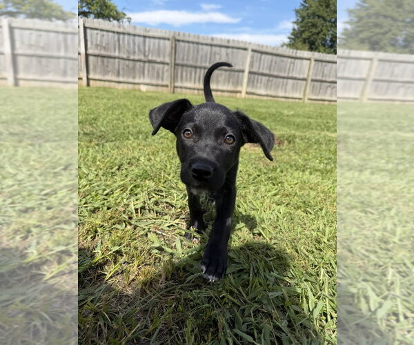 Medium Photo #5 Dachsador Puppy For Sale in Aurora, IN, USA