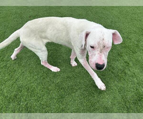 Medium Photo #2 American Staffordshire Terrier-Unknown Mix Puppy For Sale in Grand Prairie, TX, USA