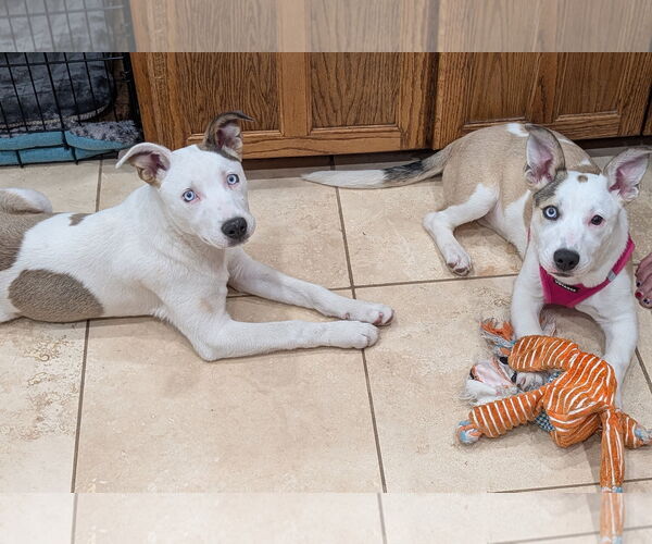 Medium Photo #4 Pembroke Welsh Corgi-Staffordshire Bull Terrier Mix Puppy For Sale in Aurora, CO, USA