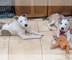 Small #3 Pembroke Welsh Corgi-Staffordshire Bull Terrier Mix
