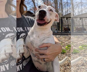 Aqua - Female Mutt Dog for Adoption - Photo #2