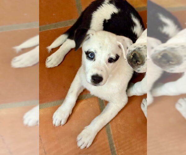 Medium Photo #2 Huskies -Unknown Mix Puppy For Sale in Mesa, AZ, USA