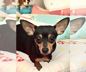 Chipin Dogs for adoption in MIDWAY, UT, USA