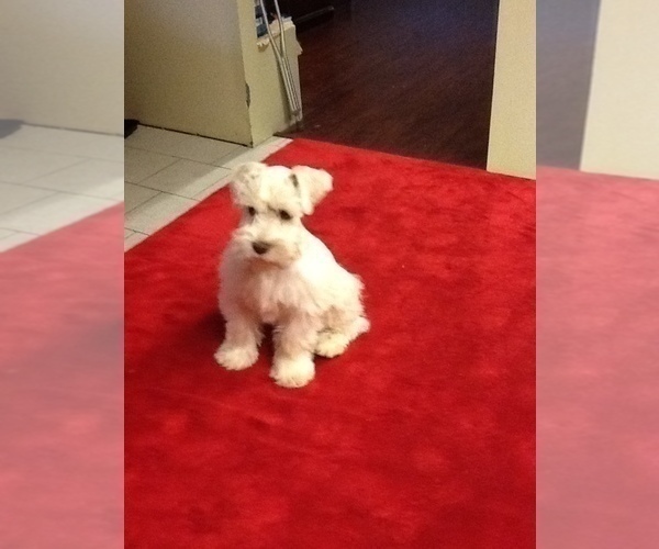 Medium Photo #17 Schnauzer (Miniature) Puppy For Sale in COLONIAL HEIGHTS, TN, USA