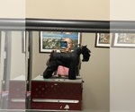 Small Photo #1 Schnauzer (Miniature) Puppy For Sale in CLERMONT, FL, USA