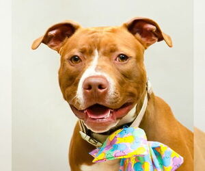 Mutt Dogs for adoption in Sanford, FL, USA