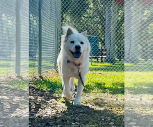 Chow Chow Dogs for adoption in Prescott, Ontario, Canada