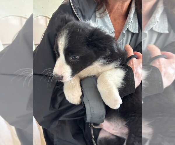 Medium Photo #2 Border Collie Puppy For Sale in Tenafly, NJ, USA