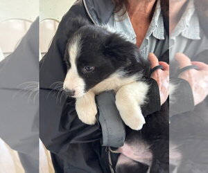 Riley - Male Border Collie Dog for Adoption - Photo #2