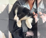 Small Photo #2 Border Collie Puppy For Sale in Tenafly, NJ, USA