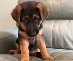 Puppy 6 German Shepherd Dog