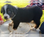 Small Photo #2 Australian Shepherd Puppy For Sale in SALLISAW, OK, USA