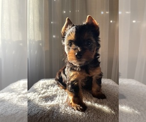 Yorkshire Terrier Puppy for sale in PITTSBURG, CA, USA