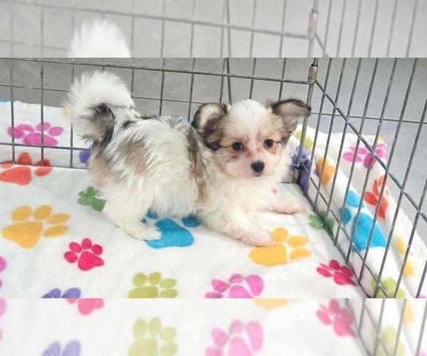 Medium Photo #3 Papitese Puppy For Sale in ORO VALLEY, AZ, USA