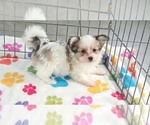 Gus - Male Papitese Puppy for Sale - Photo #3