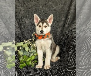 German Shepherd Dog-Siberian Husky Mix Puppy for Sale in EPHRATA, Pennsylvania USA