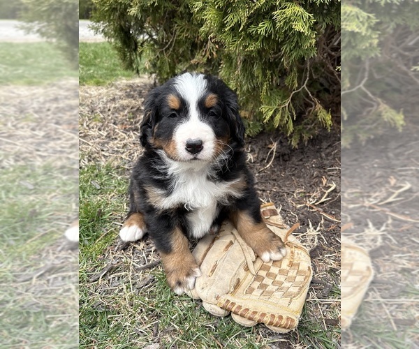 Medium Photo #1 Bernese Mountain Dog Puppy For Sale in MIDDLEBURY, IN, USA
