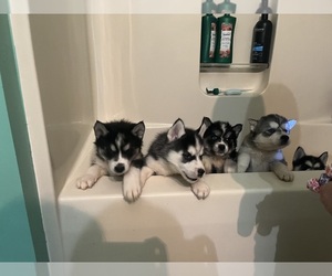 Siberian Husky Puppy for sale in PARIS, KY, USA