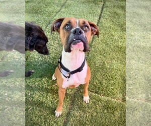 Boxer Dogs for adoption in Dumont, NJ, USA