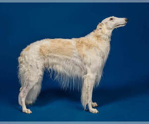 Father of the Borzoi puppies born on 12/17/2021