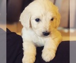 Small Photo #39 Goldendoodle Puppy For Sale in N HIGHLANDS, CA, USA