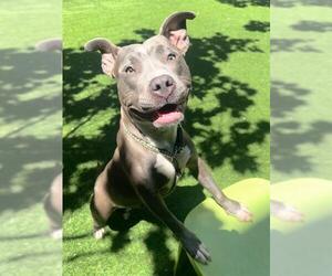 Mutt Dogs for adoption in San Francisco, CA, USA