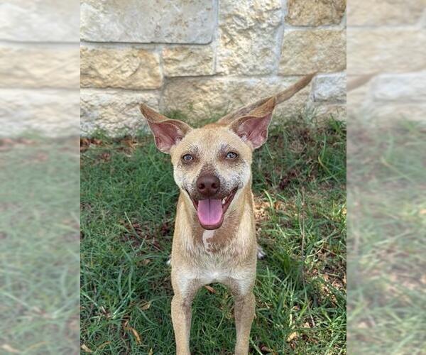 Medium Photo #1 Chihuahua Puppy For Sale in Sugar Land, TX, USA