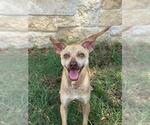 DOBEY - Male Chihuahua Dog for Adoption - Small photo